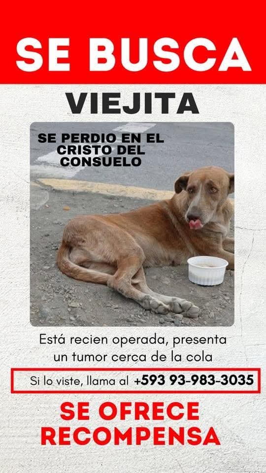 #Guayaquil #URGENTE 

Se extravió por el sector del Cristo del Consuelo el día viernes, está recién esterilizada, tiene una cicatriz en un lado de su abdomen...
Si la ve, reporta al número de la publicación por favor