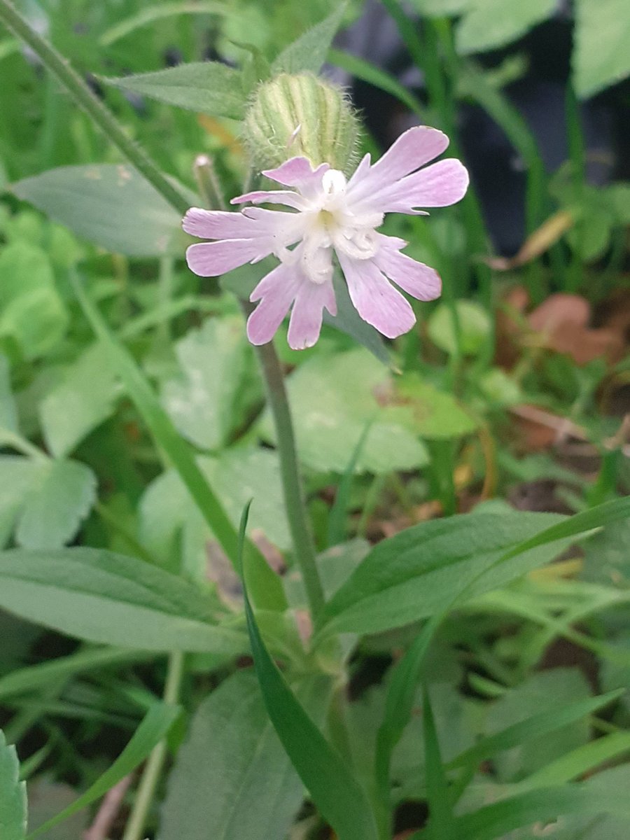 JeremyGaskell's tweet image. Hybrid Red x White Campion in bloom 5th November #wildflowerhourBSBI