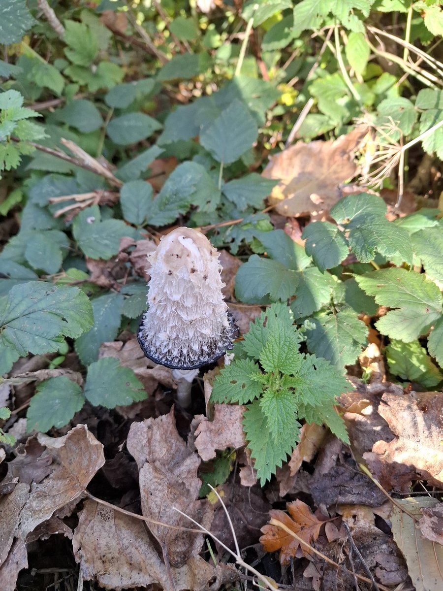 Paddestoelen spotten.