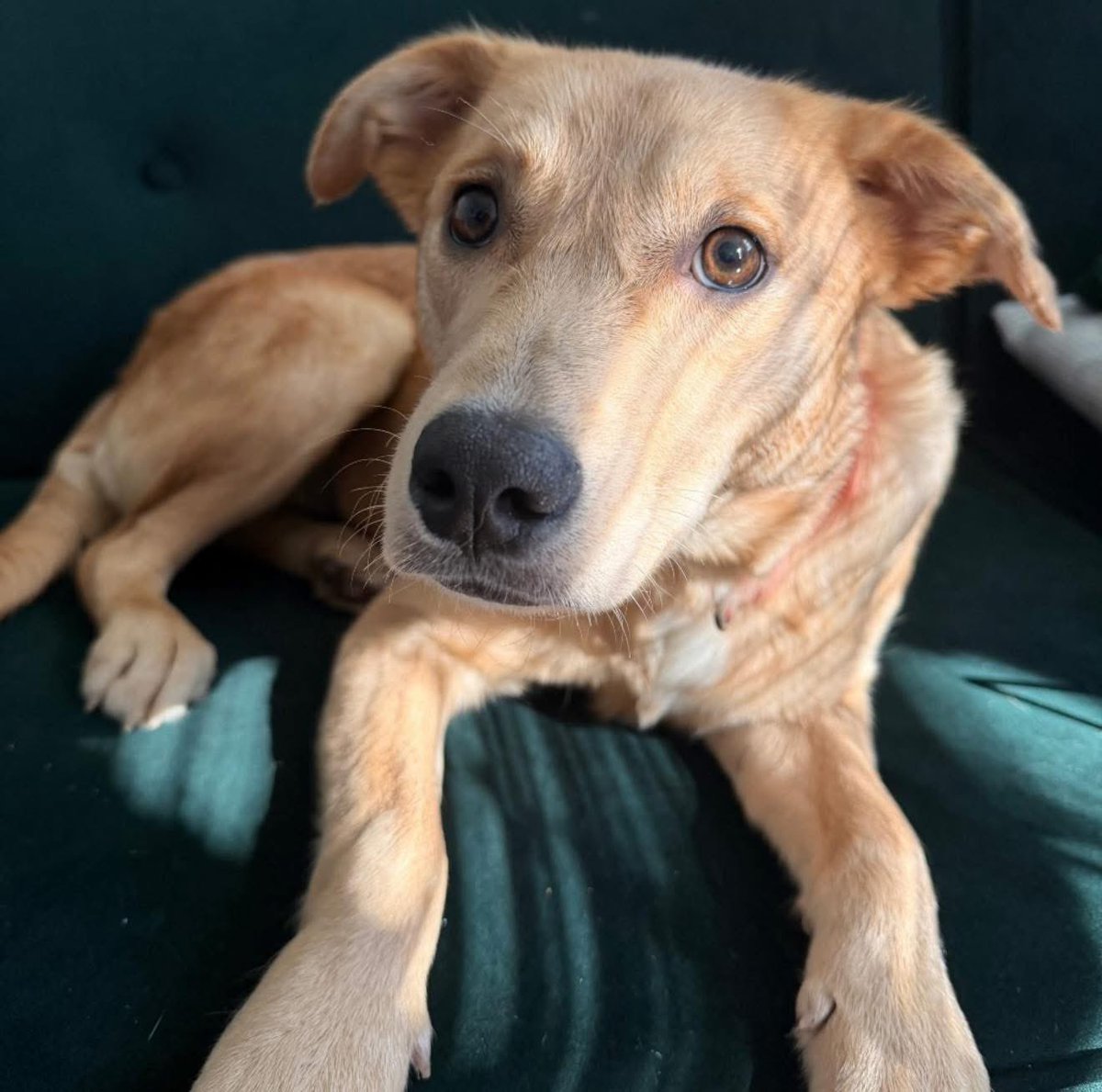 Adoptable Zelda getting her lighting right for her profile picture! She has the biggest heart ♥️ and the softest fur. This sweet, goofy girl started shy but has blossomed into a loving, playful companion. 

Apply to adopt @ shorturl.at/Hm86g 🐾