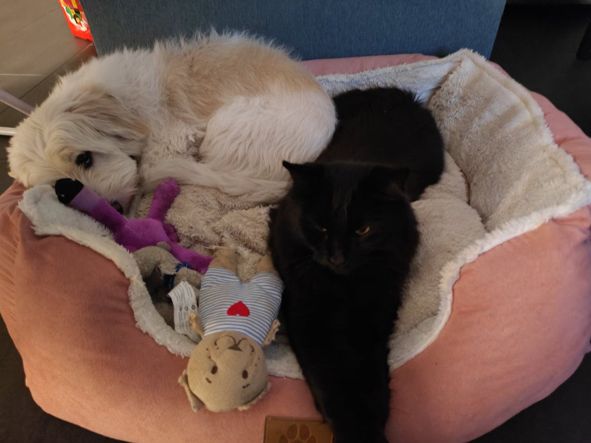 Er hat das Hundebett in Beschlag genommen. Am Blick des Hundes sieht man, dass er nicht die größte Freude damit hat 😂