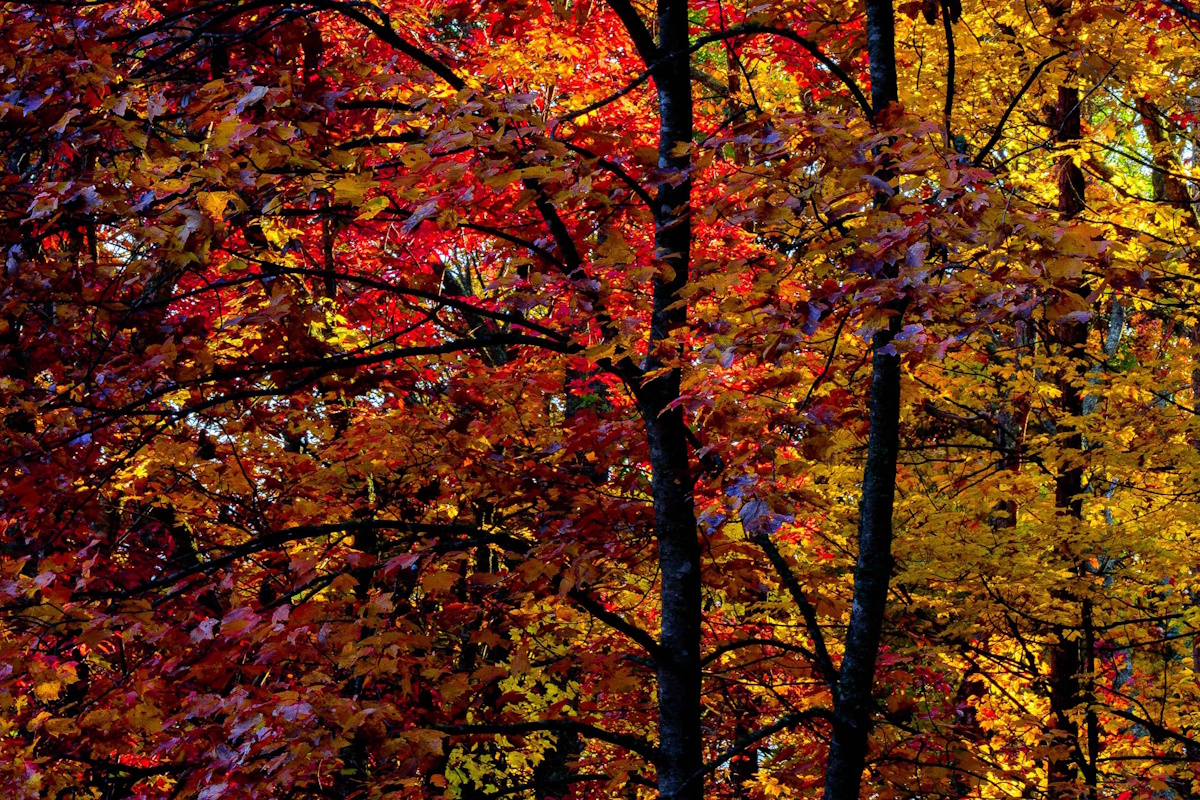 Soltanto colori. Fin che ce n'è...