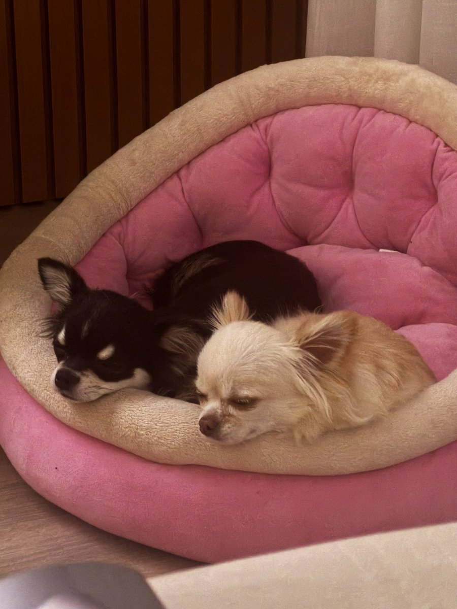 🐮 VAKINHA: pessoal, o sonho dos meus cachorrinhos, Flash e Molly, é assistir ao Brasil no Major de CS2, em Budapeste. 

Então estou abrindo aqui uma vakinha para realizar o sonho deles!! 

Querem assistir o papai <a href="/lattofps/">Bruno Rebelatto</a> jogando ao vivo 🥰