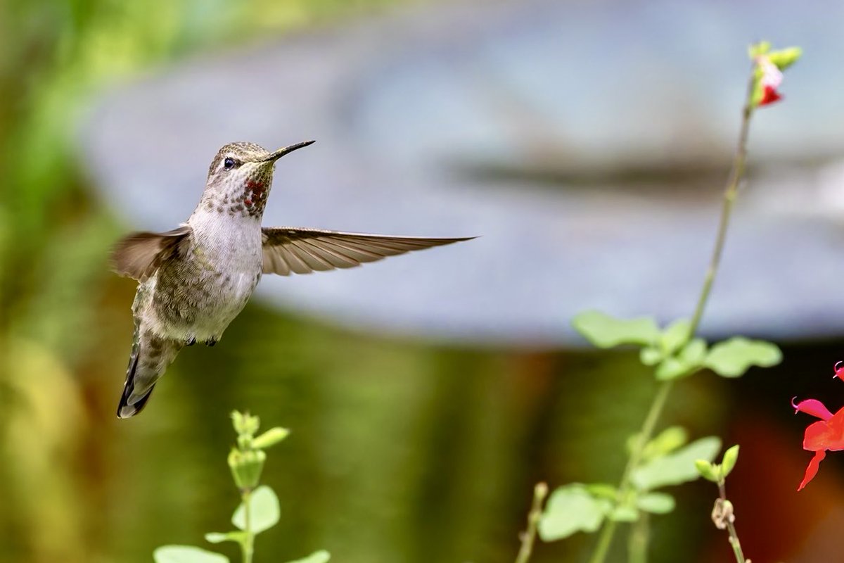 Another adorable Anna’s hummingbird from my visit to Palo Alto last month. You can see a some sparkle on its throat. And I haven’t even gotten to the ones from SF yet! #birding #lifer #BirdsSeenIn2025 #canonphotography #wildlife #birds #NaturePhotography