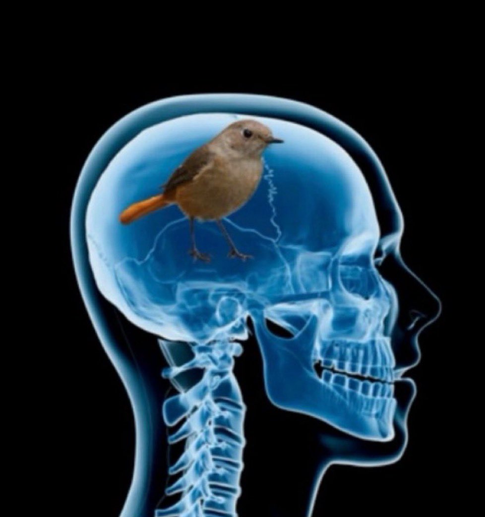 chad burner tweet media