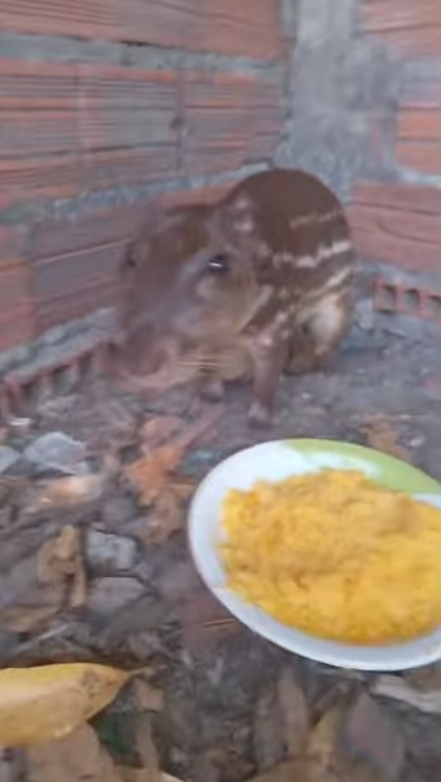 Jigglabang Fuhalatang Wibbly Doogay Sughuta Bang Sughuta Gang Fugulah Doogay Zibbida Bang Zibbida Dang Jiggaluh Doogay Futuh Bang Bang Toogay Sutuh Bang Bang Toogaayyaaay (2025)