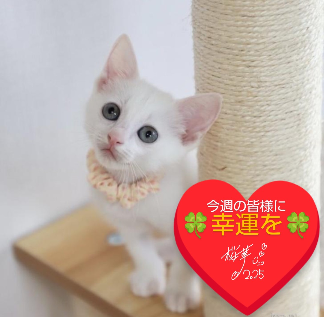 オランダ様♥️専用ページ Sおじさま on X