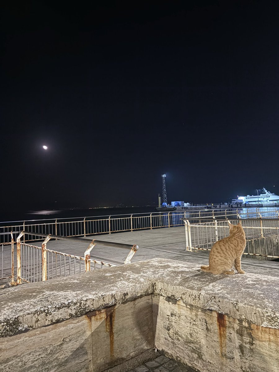 Ay öyle güzel ki Mudanya kedisi de hayran kaldı…