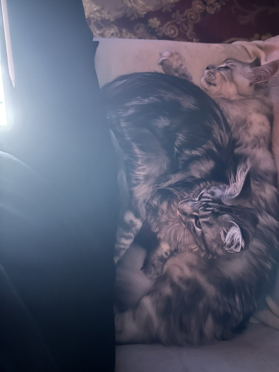 TIMUR ENOTE tweet media