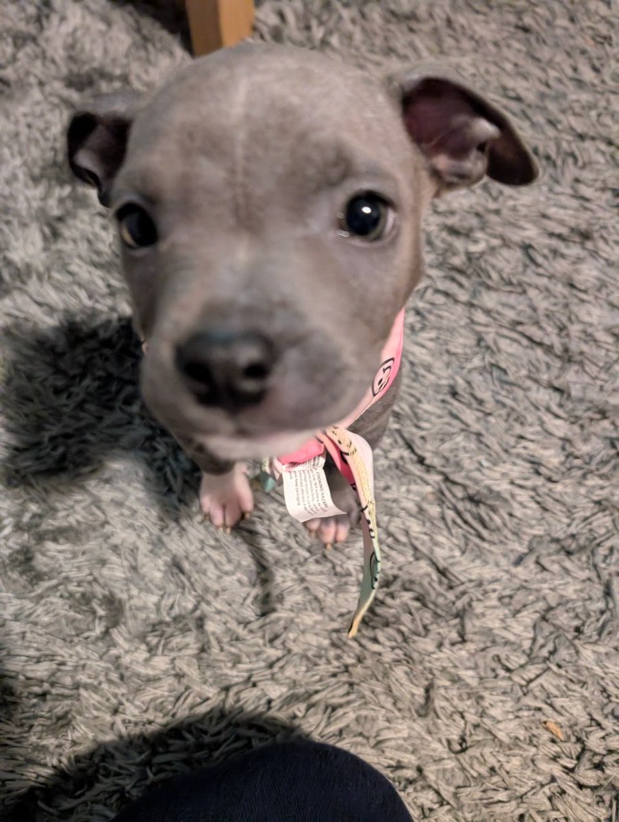 Blomlika tweet media