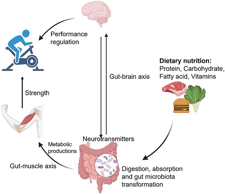 Microbial Champions: The Influence of Gut Microbiota on Athletic Performance via the Gut-Brain Axis
tandfonline.com/doi/full/10.21…