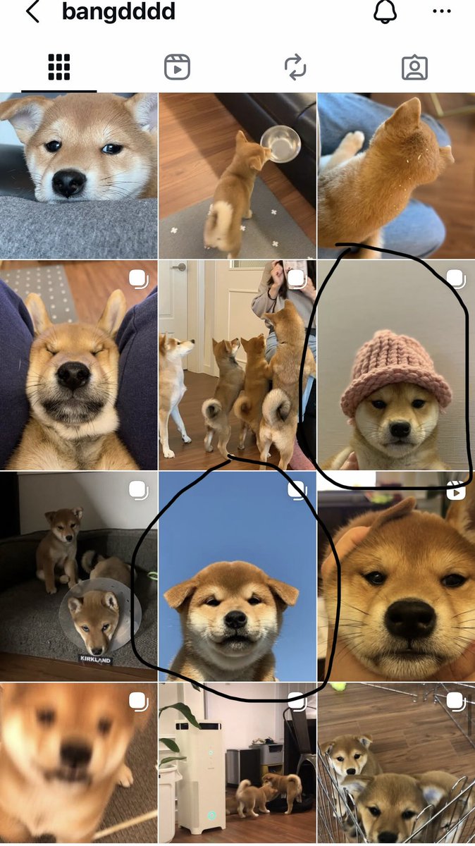 dogwifouthat Community on X - 403 Members