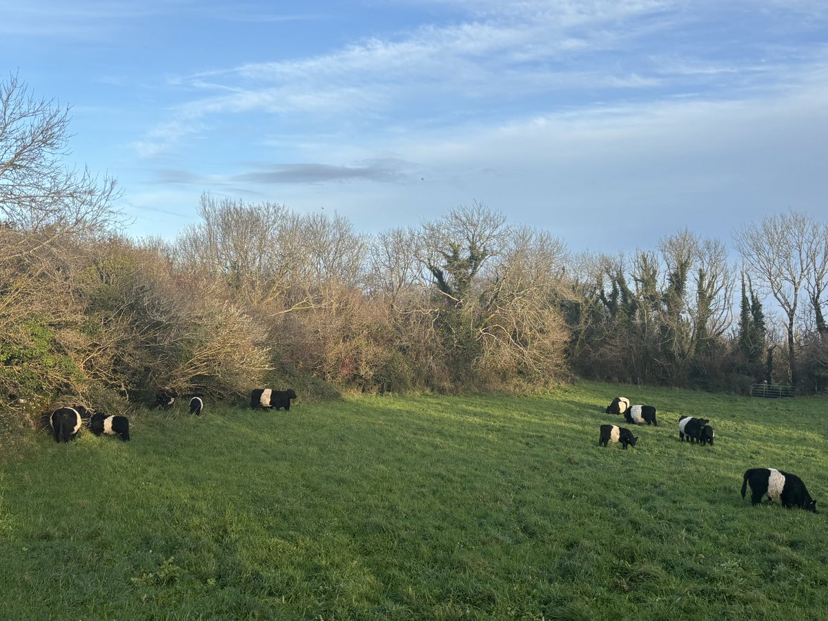 Beltie1's tweet photo. #Belties are 1st class foragers amongst cattle breeds.Searching out Ivy, can involve hazzard such deep drains.They learn dangers &amp; I believe pass these learnings on to calves. New unfamiliar cattle can get themselves in trouble. Today i played safe,let them into last bit of grass https://t.co/WHQB2xV76H