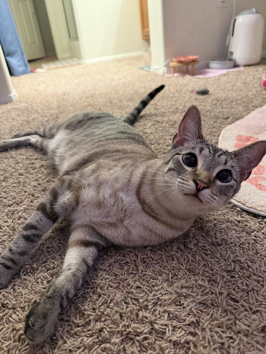 Aria 🐉🎀 (on hiatus) tweet media