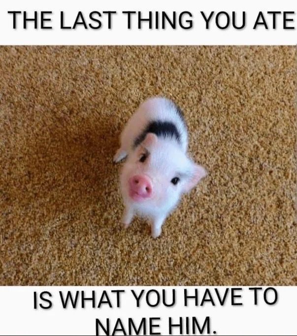 nocontextmemes's tweet image. 