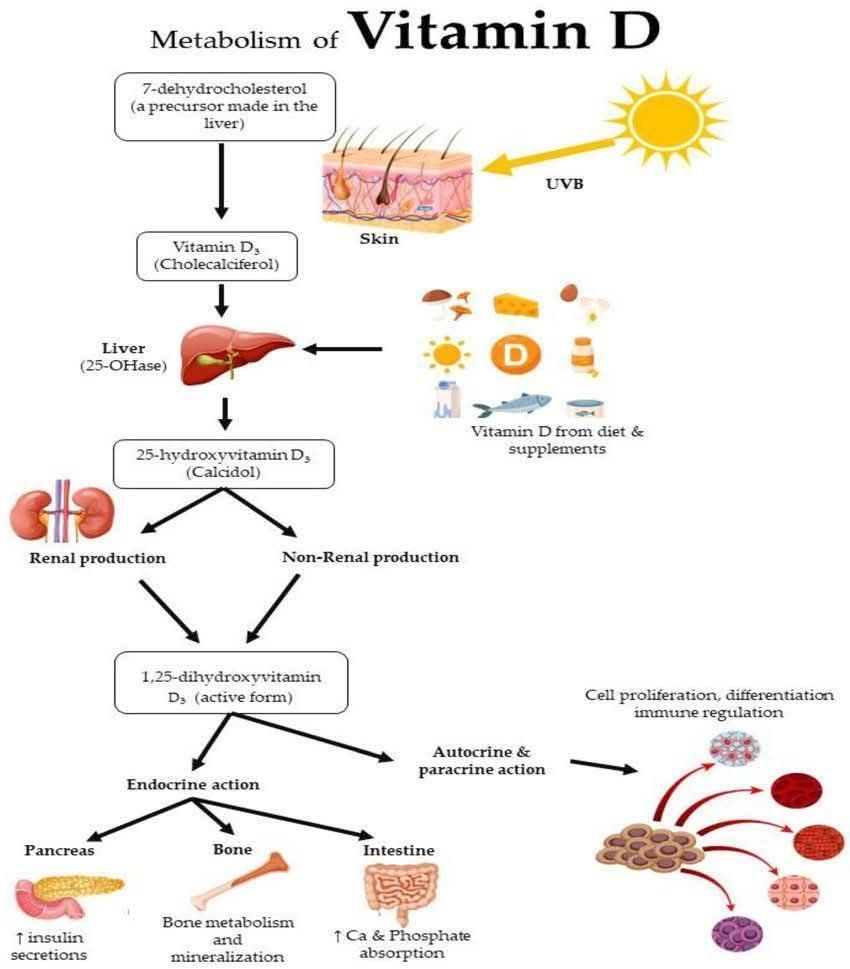 Vitamin D - built in 3 organs

Here’s the shortcut to how sunlight becomes a hormone in 7️⃣ steps:

1️⃣ Sunlight Sparks It
UVB converts 7-dehydrocholesterol in skin into Vitamin D₃.
💡 Low sun, sunscreen, darker skin → less D₃ formed.

2️⃣ Or You Eat It
Fatty fish, eggs,