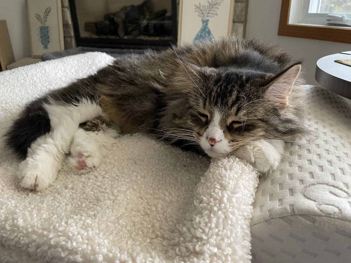 Lazy Sunday with my sweet girl Scout ❤️