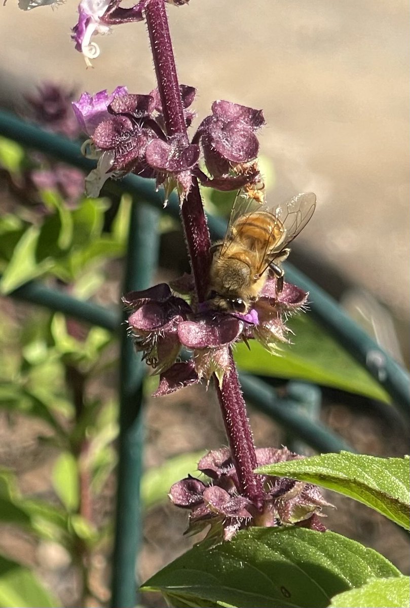 Happy Sunday from my herbal garden with the help of a bumblebee!