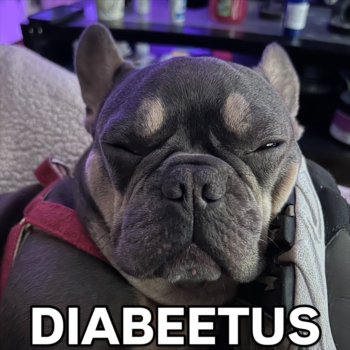 UncleCreepy's tweet image. Just when I realized I missed #wilfordbrimley #diabeetus #frenchie #frenchbulldog