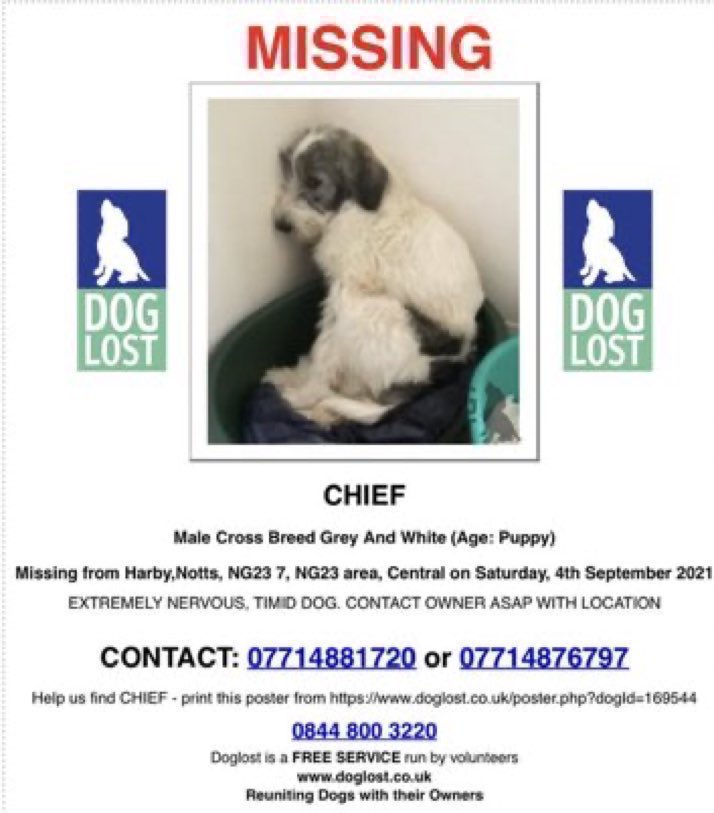 Over 4 years Chief has been missing 💔😢
Missing since 4th September 2021 from the Harby area #Notts #NG23 Have you seen him ? 
Please report sightings only, do not  approach as he’s a very nervous Romanian rescue dog. #missingdog #stolendoghour  #dogs