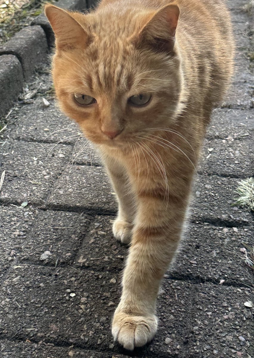 Even with the beating this cost me, I can say this is a really good photo of MeanCat