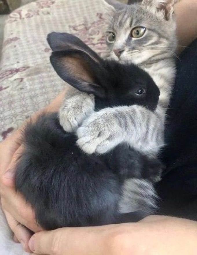 "Se potessi mi riempirei la casa di tutti gli animali possibili
Farei ogni sforzo,non solo per osservarli,ma anche per entrare in comunicazione con loro
Perché sono sicuro che ne trarrei uno straordinario arricchimento spirituale e una piú compiuta visione del mondo"
✒️Primo Levi