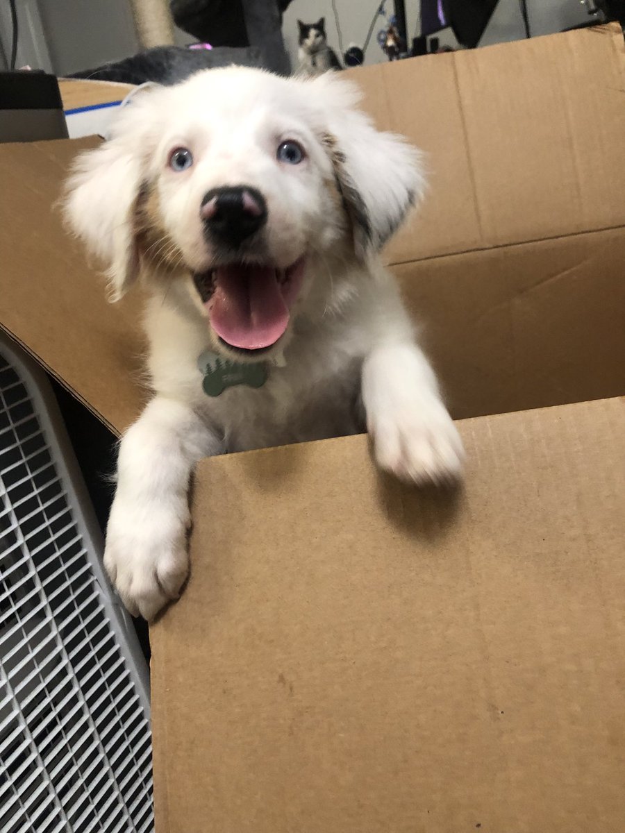 Just a reminder, this is the little guy I leave you guys to go walk during streams. My baby boy Finn ❤️