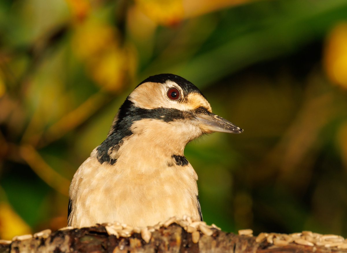 Female Great Spotted Woodpecker that was around the garden feeders yesterday. #birds