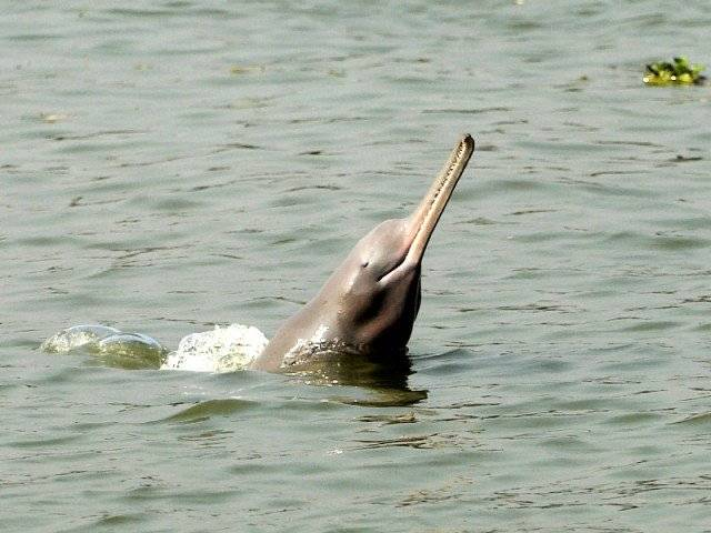 ImtiazMadmood's tweet image. Pakistanis have raped the Indus river pink dolphin species to near extinction. They rape these dolphins because when they&apos;re young, they have tiny pink vaginas resembling a woman&apos;s, that they find it irresistible so they rape them. It&apos;s possibly the only species raped by &quot;humans&quot;…