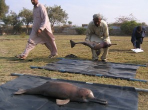 ImtiazMadmood's tweet image. Pakistanis have raped the Indus river pink dolphin species to near extinction. They rape these dolphins because when they&apos;re young, they have tiny pink vaginas resembling a woman&apos;s, that they find it irresistible so they rape them. It&apos;s possibly the only species raped by &quot;humans&quot;…