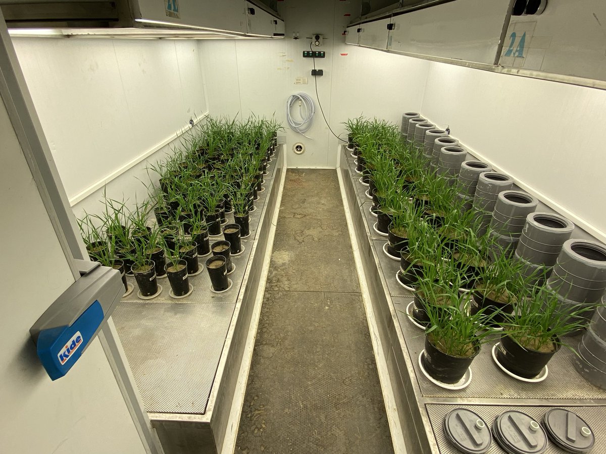 amoAdrian_BL's tweet photo. 🌾 Can wheat help fight climate change?
Our new @biorxivpreprint shows BNI-wheat lowers N₂O emissions via microbiome shifts. Tested under different pH and CO₂ conditions. Big step for green agriculture.

🔗 https://t.co/VkgQ475BVi https://t.co/V2Vd73E2Wk