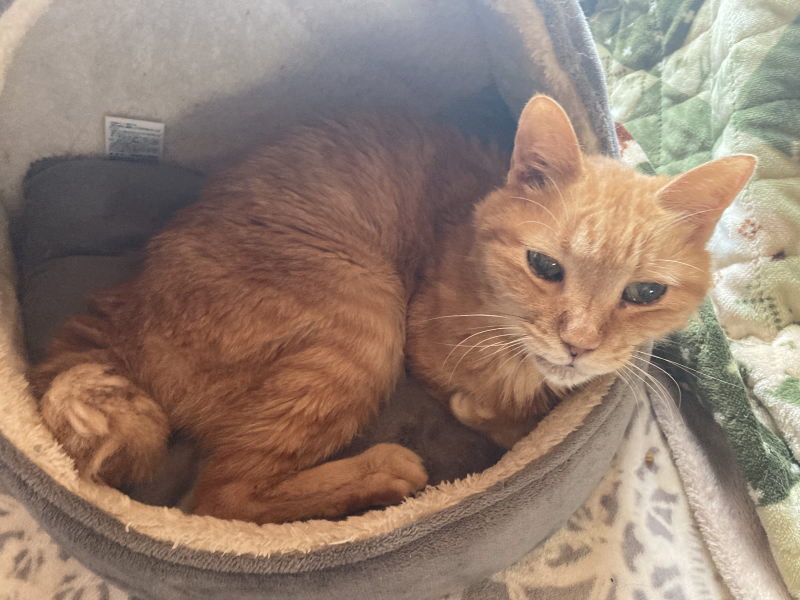 ハッピーにゃんにゃん on X