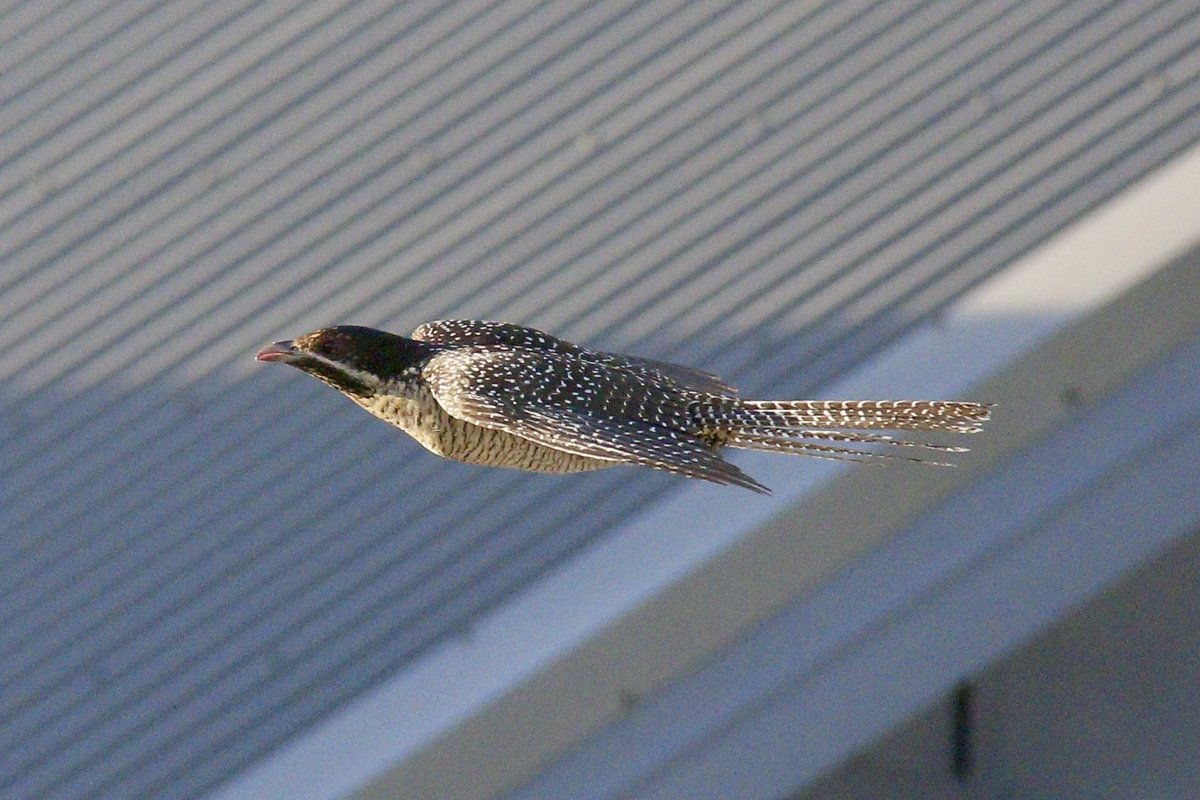 Nick Raschke tweet media