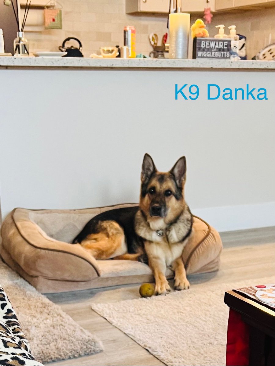 k9danka's tweet photo. Just cleaned the floors. We’ve been doing this all day with the dirty outdoor balls. I throw it out, she eventually brings one back in🤦🏼♀️❤️🐾🐾#k9#k9partner #k9danka #k9team #gsd #workingdog #femalek9handler #dopedog #detectiondog #retiredk9 https://t.co/7I83K91bor