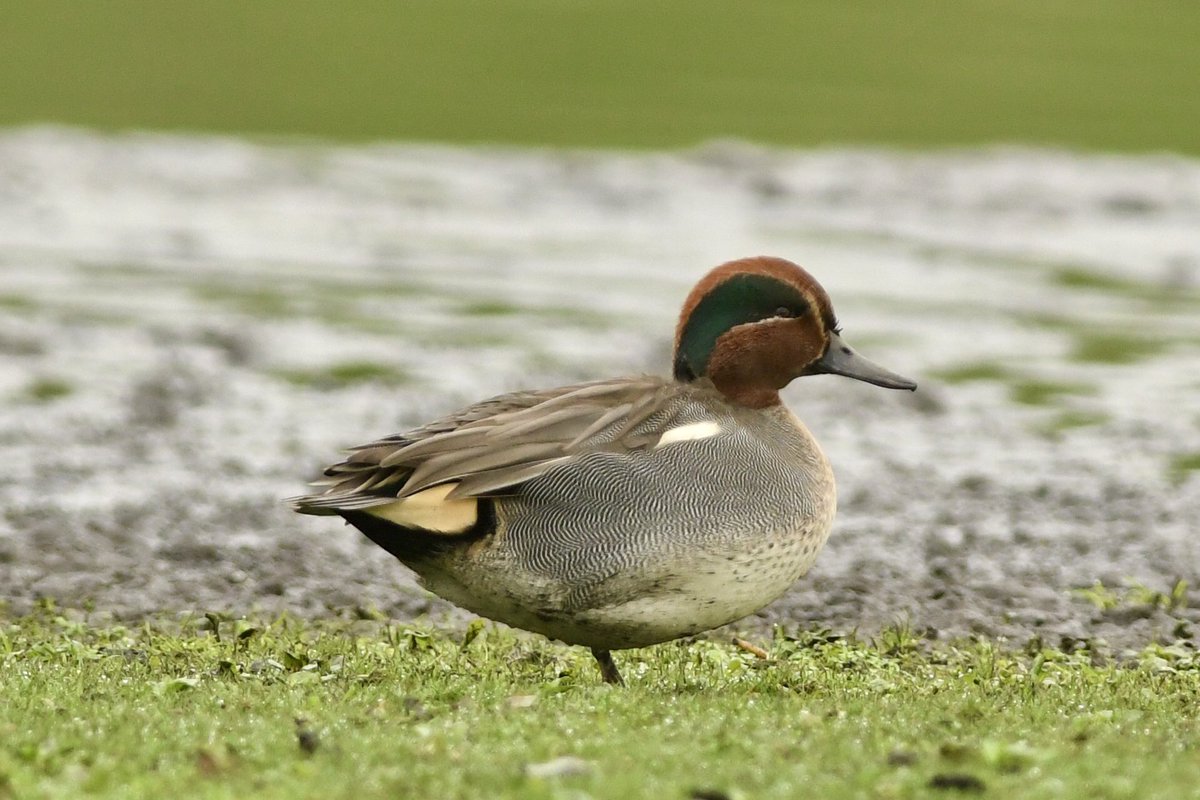 bomberburnside's tweet image. Drake teal, redshank, brown hare and a big old flock of golden plovers at castle lake yesterday morning.