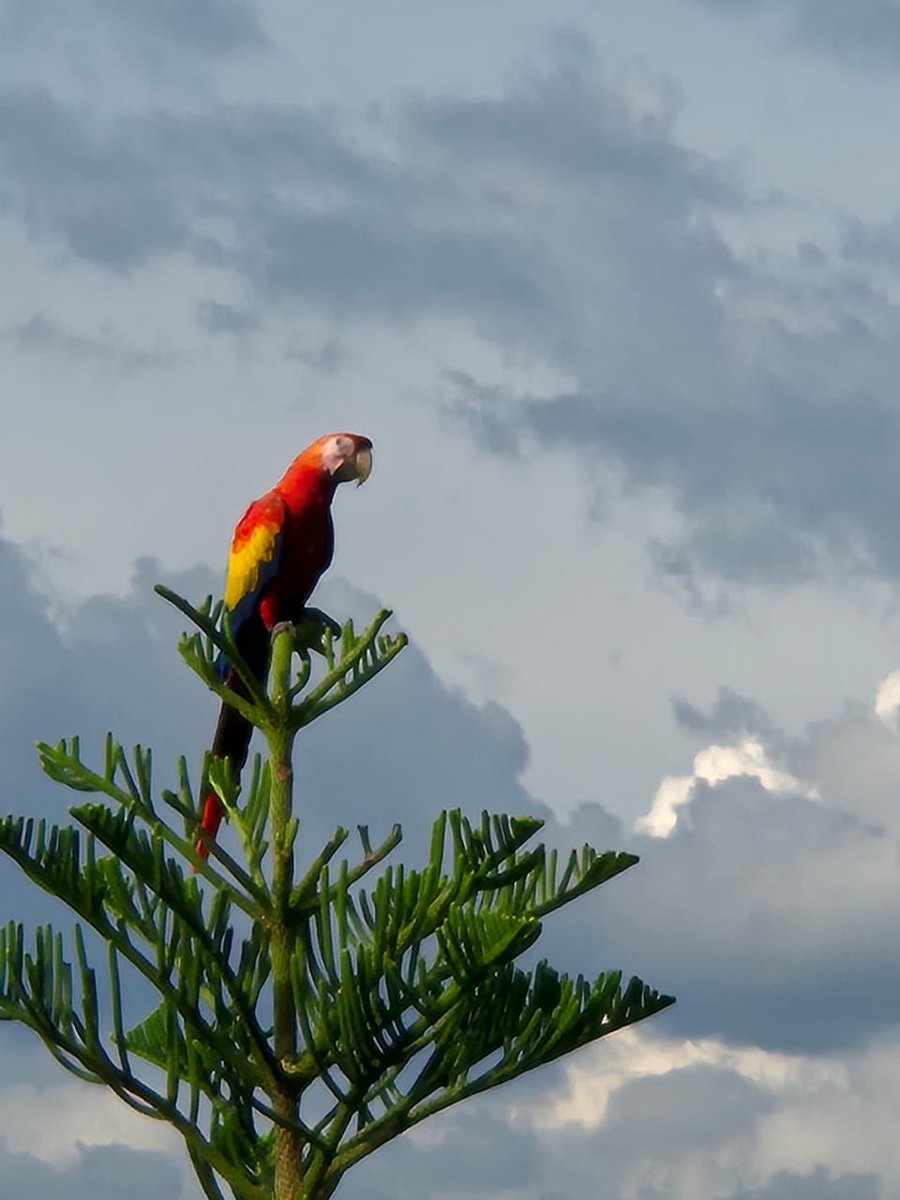 JesusEDLL tweet media