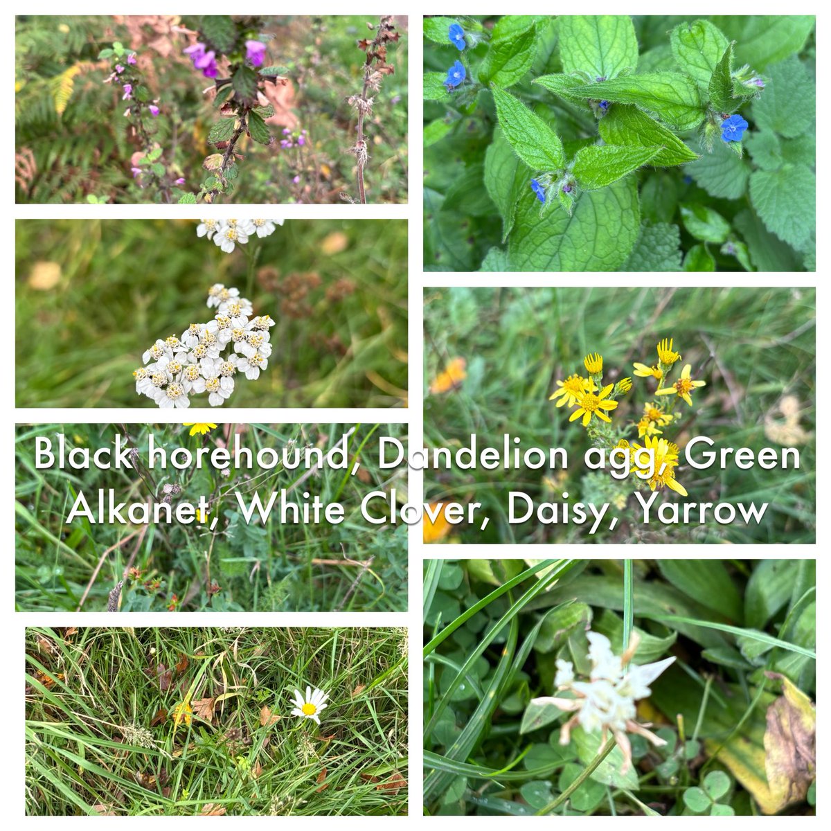 #wildflowerhour #Barnescommon