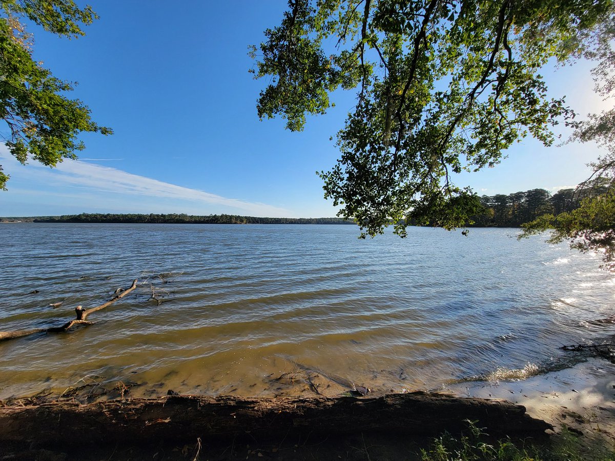Dendritic_View's tweet image. More hiking today on the Lone Star Hiking Trail, did about 9 miles.  Did the section between Stubblefield Campground and FM 1375 near Trailhead #6

Much more scenic hiking today than yesterday, especially as you followed the shore of Lake Conroe