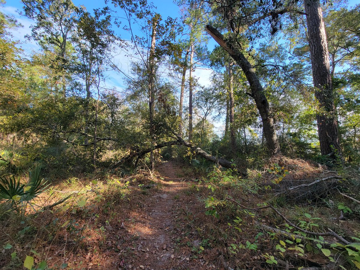 Dendritic_View's tweet image. More hiking today on the Lone Star Hiking Trail, did about 9 miles.  Did the section between Stubblefield Campground and FM 1375 near Trailhead #6

Much more scenic hiking today than yesterday, especially as you followed the shore of Lake Conroe