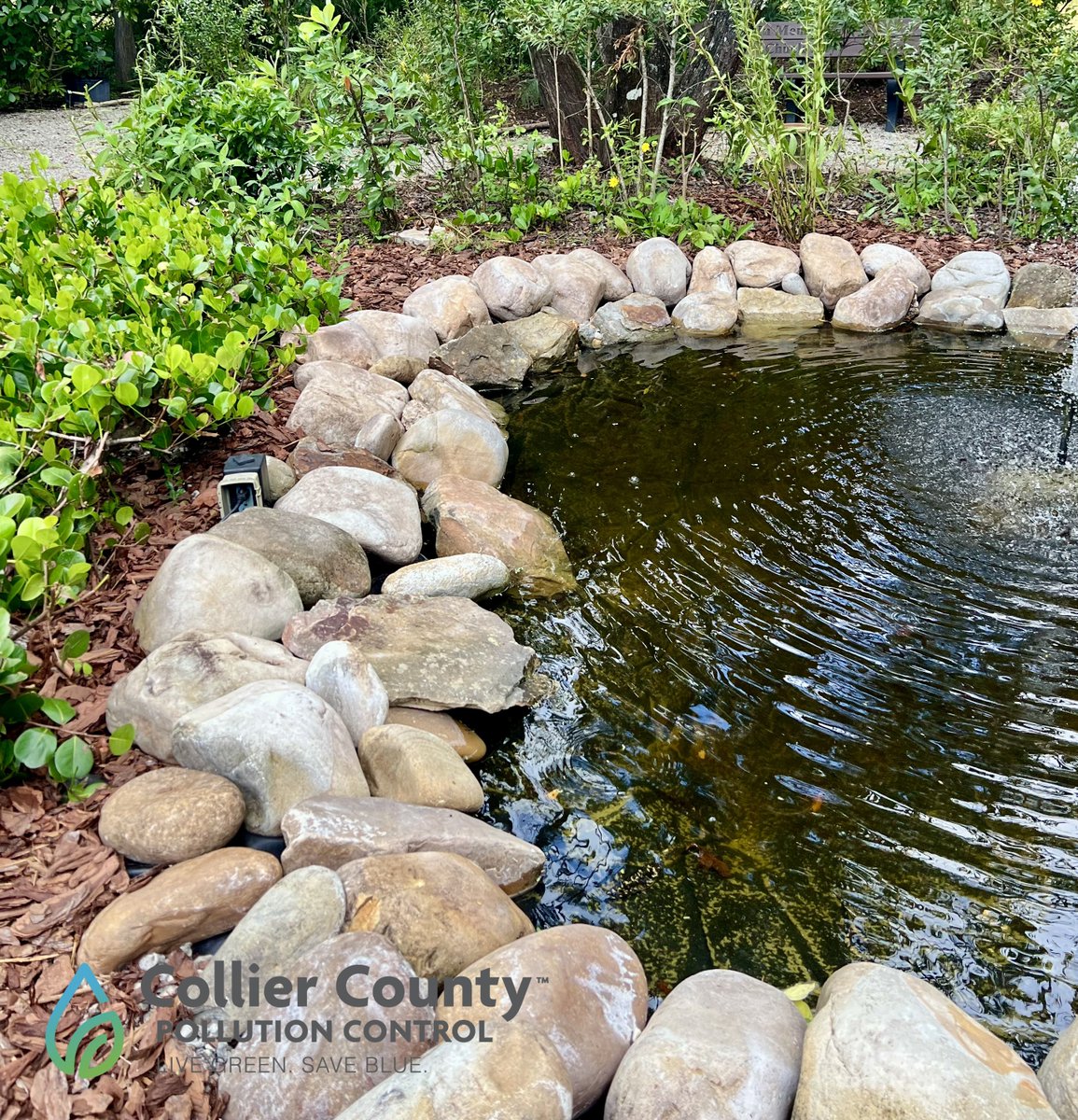 This landscape is not only #FloridaFriendly but it is an example of using native Florida plant species that help prevent water pollution. To learn about native Florida plants that can thrive in your yard, visit: sfyl.ifas.ufl.edu/lawn-and-garde…

#LiveGreenSaveBlue livegreensaveblue.com