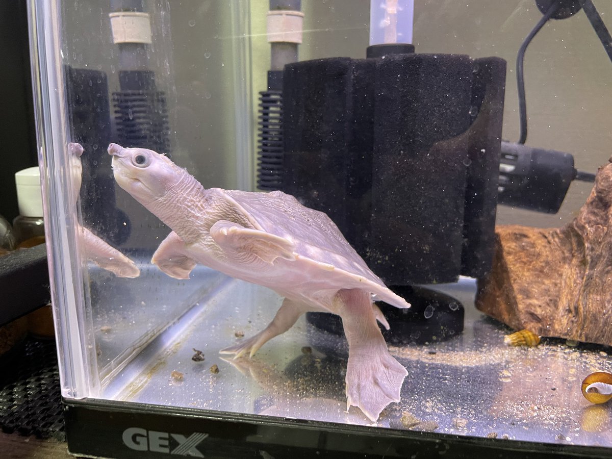 スッポンもどきもデビュー！可愛い😍