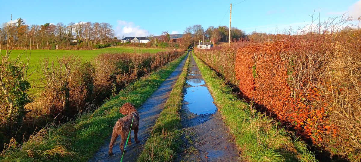 Been a good day! Mainly writing, cooking and walking Dash the dog. Even as a bonus Dad it is funny and scary when a lost Louie is wittering on the phone to us while trying to find her friends in the nearby town!