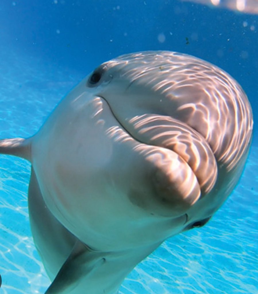 fredericroynice's tweet image. Ou en somme nous avec #marinaland quel élu va porter ses couilles, qui va avoir pitié de ses animaux ?