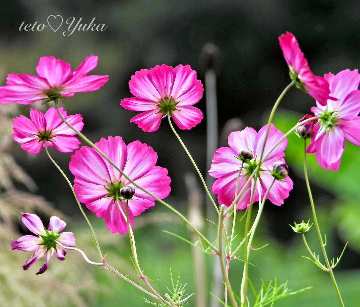 Nature Plants_hana_ Community on X - 218 Members