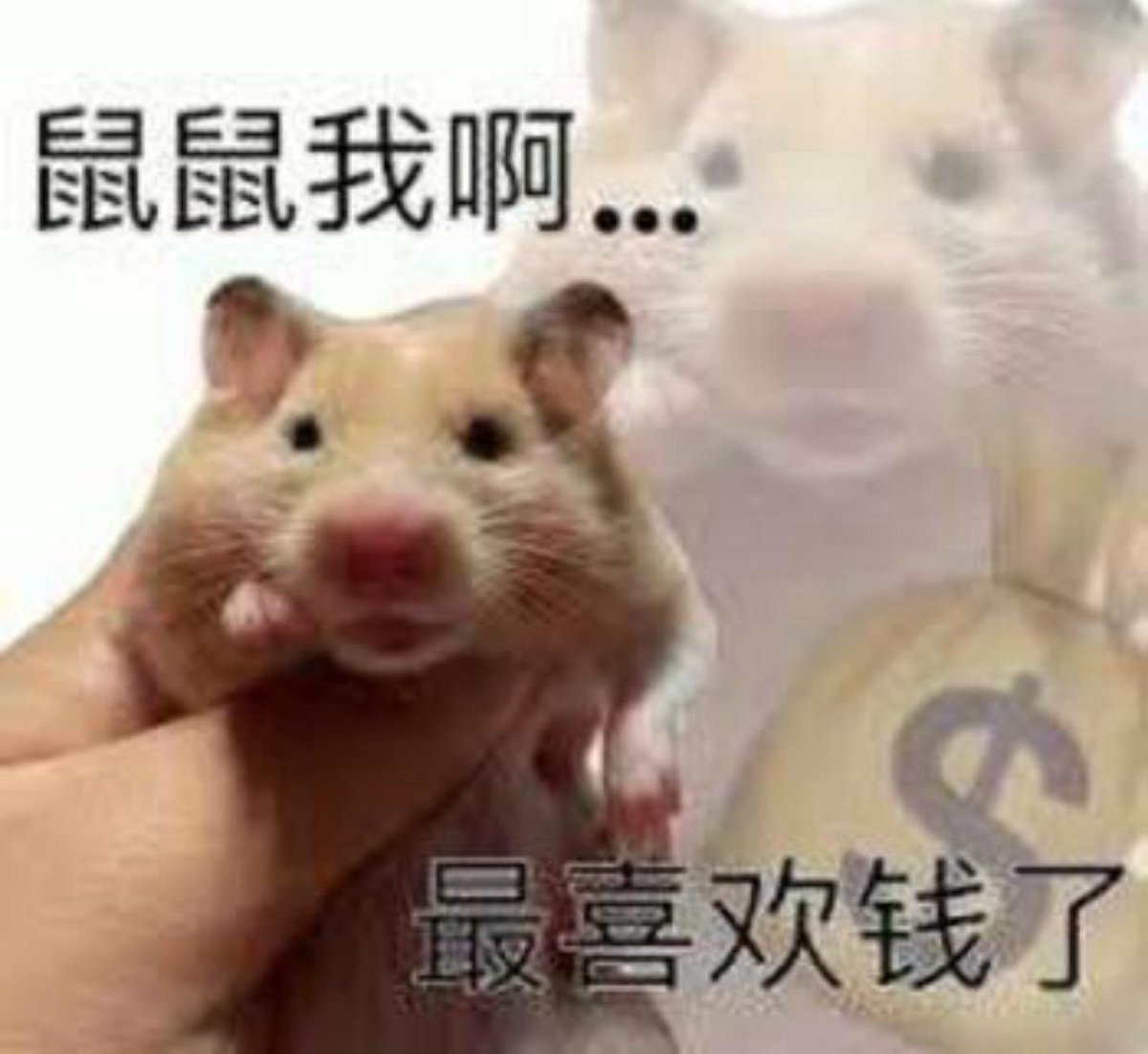 Mousetospace's tweet photo. 自嘲文学的魅力无国界。

国外有 Doge，
中国有登上神舟飞船、火爆微博热搜第一的动物迷因 —— 「鼠鼠我啊」！

Doge 曾创造万倍神话，
而今，轮到 鼠鼠我啊 加油啦！🚀

合约地址：0xdd933f3b13df99647daf813bcc65e1c2cc3b4444 https://t.co/IIA2EVL5yx
