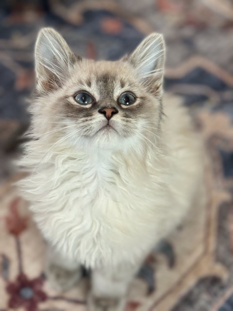 Something Sweet Is Here!

Our newsletter is all about Brix and tries to answer the many questions people have!

open.substack.com/pub/bunsenbern…