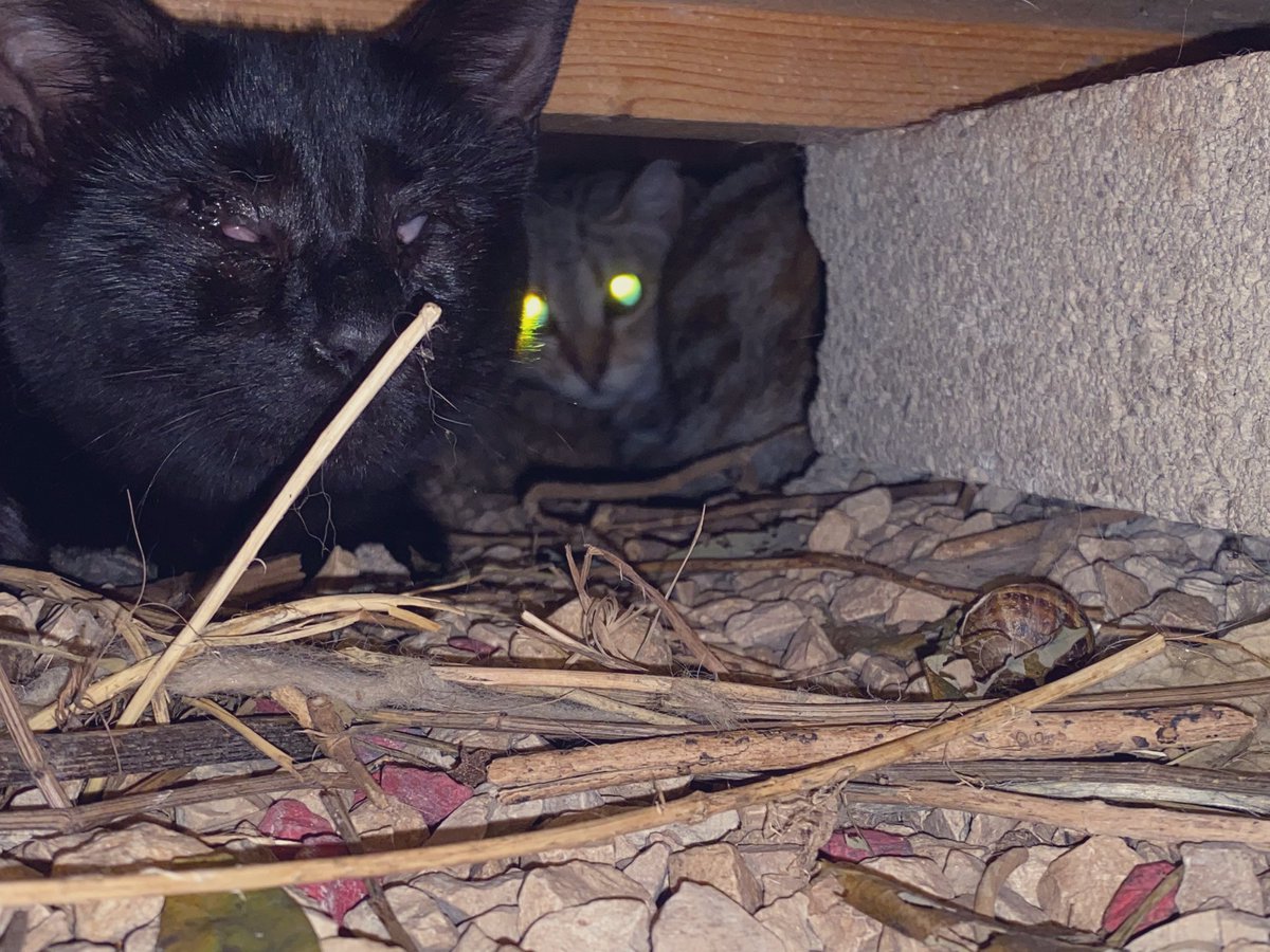 MagiquesMinous's tweet photo. Yoruko &amp; Naushika sous la cabane des minous magiques.... https://t.co/wZW1cfFpWi