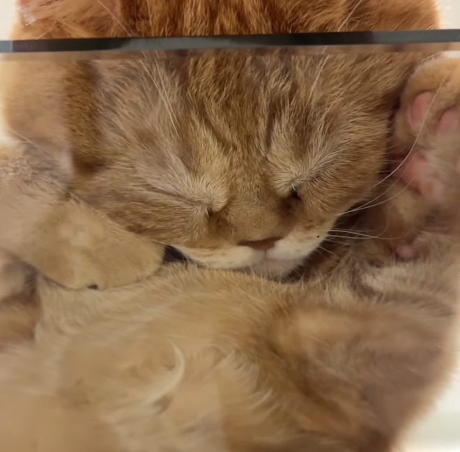 the__dev_'s tweet image. i think i found the perfect animal pve runner

meet &quot;Mibao&quot; 

not only is this cat super cute its also going giga viral right now with 70m views and 9.7m likes this is literally perfect

lets send Mibao

Comm:
x.com/i/communities/…

video:
instagram.com/p/DOyW6O4gfPz/