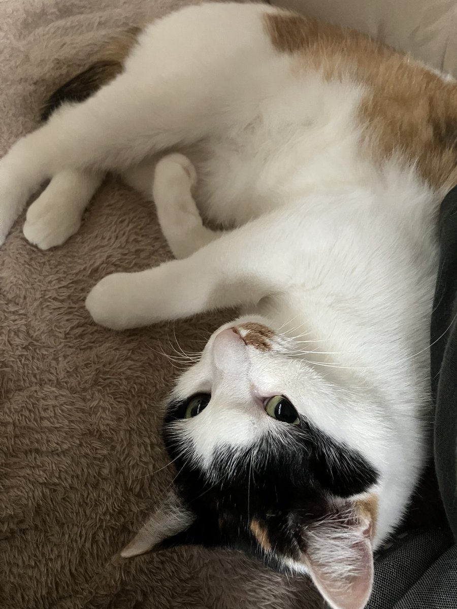 gigaburu1985's tweet image. 腰やってしまってお休みもらった..
ネッコで暖をとるのだ