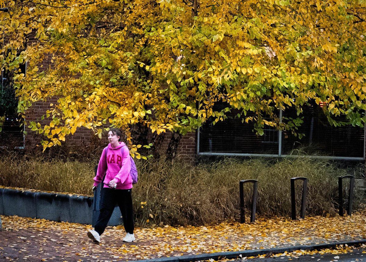 A student walks under a golden canopy of leaves in Uptown as autumn nears its end. The sidewalk is thick with fallen foliage, but colder weather is setting in. With snow in the forecast, the season’s last burst of color won’t last much longer. My Final Photo for November 9, 2025.